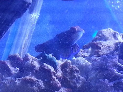 Mandarin fisk