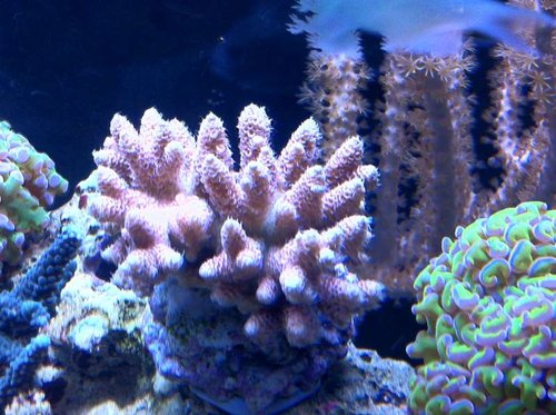 lyserød millepora