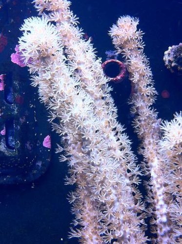Gorgonia??