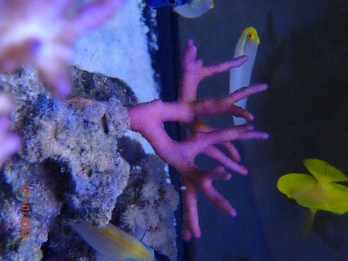 1710.JPG (41.86 KiB) Vist 1483 gange 2