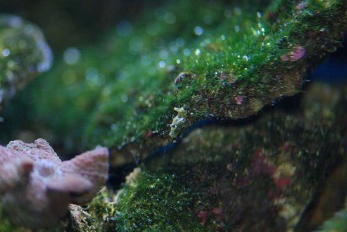søhare 28102013-a.jpg