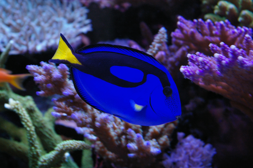 Paracanthurus hepatus