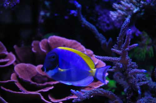 Acanthurus leucosternon