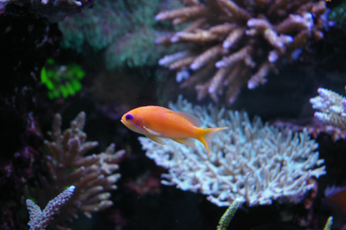 Pseudanthias squamipinnis