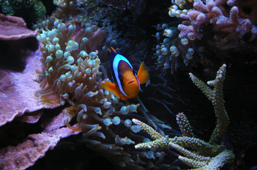 Amphiprion clarkii kigger ud af sin anemone