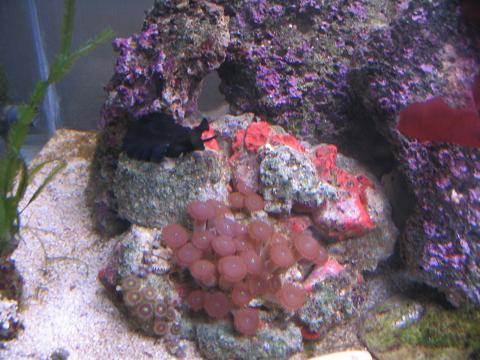 polyp og scutus.JPG