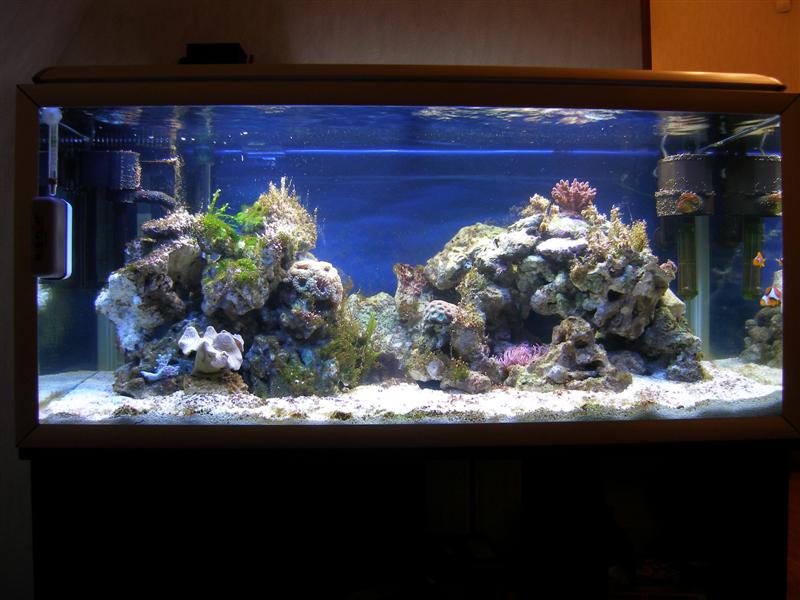 Akvarium 027 (Medium).jpg