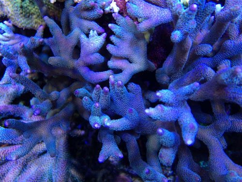 IMG_0936.JPG