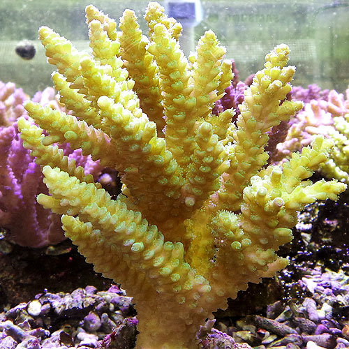 Acropora-tenuis-YG L2.jpg