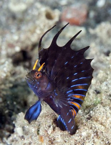Emblemaria hypacanthus, Gulf signal blenny, Sea of Cortez, Baja California Sur-5845.jpg