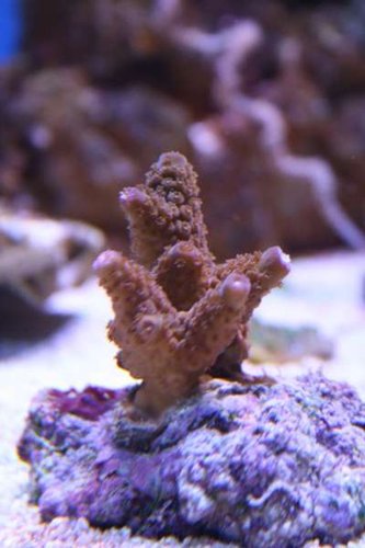 acropora humilis gammel 1.jpg