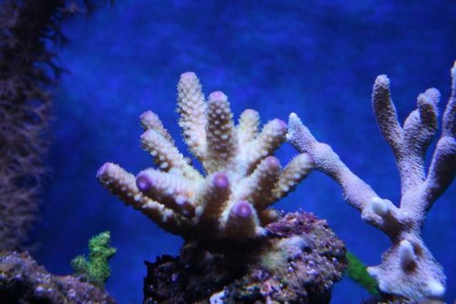Acropora humilis.jpg