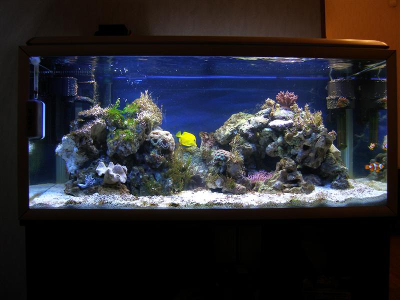 Akvarium 030 (Medium).jpg