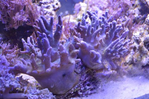 DSC_0098.JPG