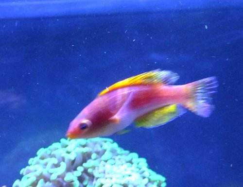 DSCF9218 medium.jpg