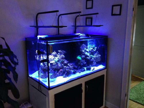 Akvarie
