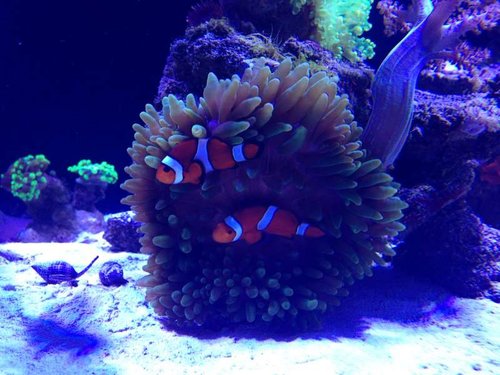Anemone