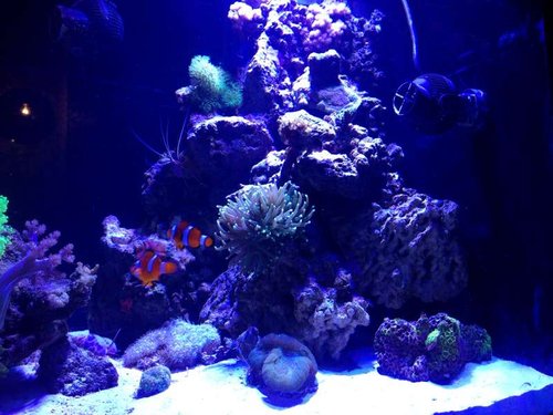 image.jpg (57.97 KiB) Vist 3190 gange Diy overløbs skjuler