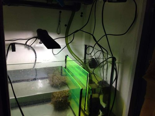 Refugium