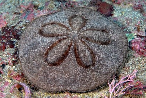 Sanddollar_090921_w.jpg