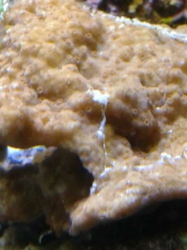 Makro plade mont der slimer lidt.jpg