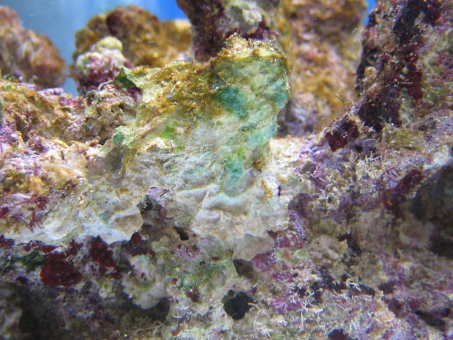 Cyano Bakterie.jpg