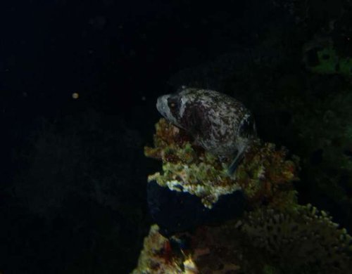 Masked Puffer sovende(Medium).JPG