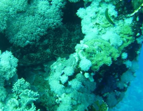 ptato grouper ephinephelus tukula   (Medium).JPG