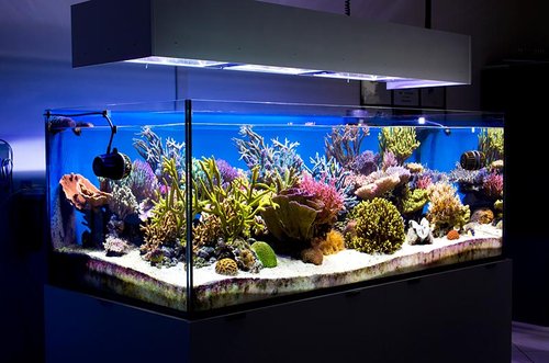 IGP78.jpg
