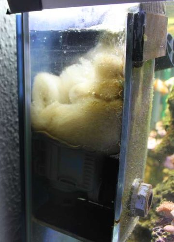 skimmer.jpg