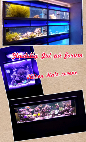 Collage 2013-12-23 19_30_14.png