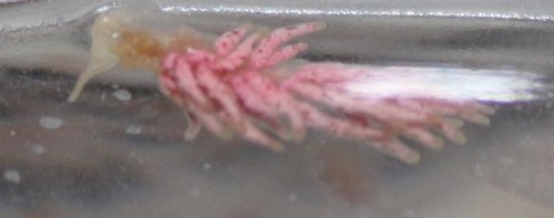 nudibranch (2).jpg