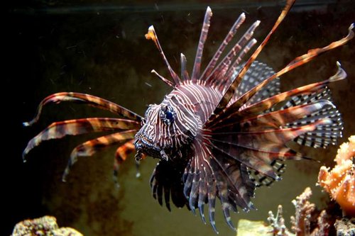 lunulata2.jpg