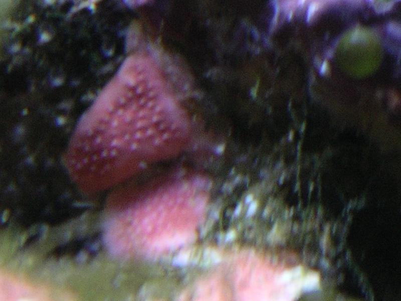 2. Closeup