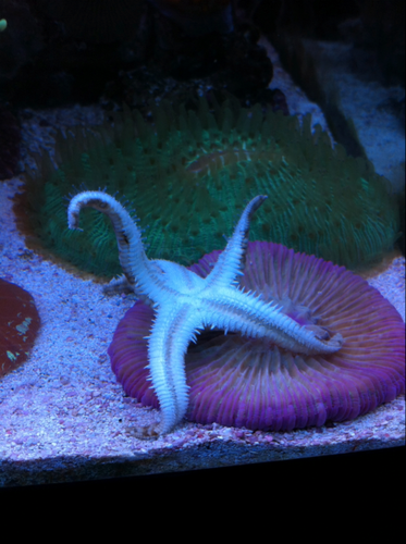 Astropecten polycanthus