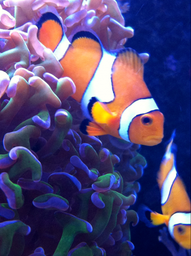 Amphiprion ocellaris