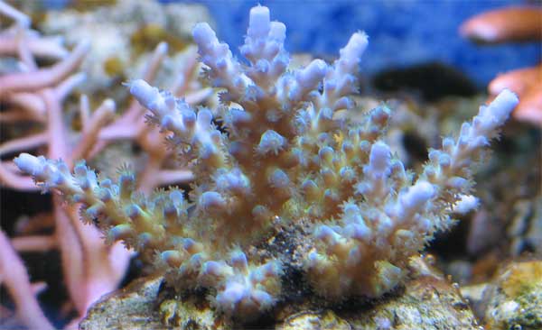 acropora-rtn-frag2.jpg