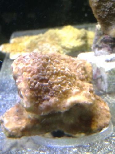 01.01 (3) gammel monti.jpg (26.21 KiB) Vist 5104 gange gammel frag. status?