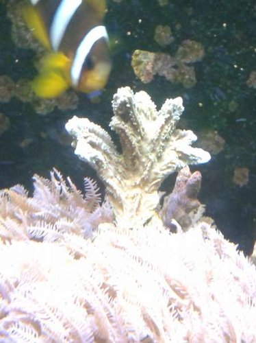 01.01 (6) frag stået 9 dage, mere grøn irl.jpg (28.55 KiB) Vist 5104 gange frag stået 9 dage. mere grøn irl