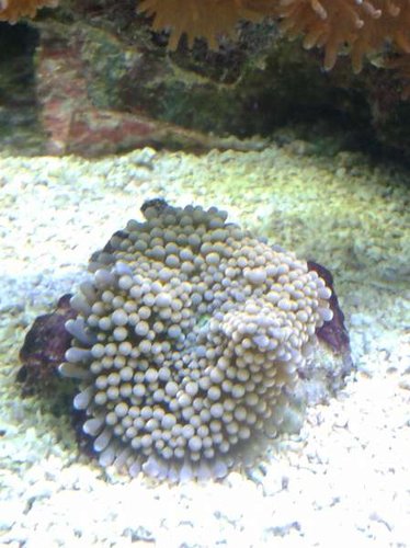 01.01 (7) stået i 3 uger.jpg (35.24 KiB) Vist 5104 gange stået 3 uger. status ?