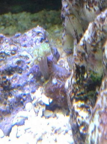 01.01 (9) selvsået zoa og kenya træ.jpg (34.14 KiB) Vist 5104 gange selvsået kenya træ og zoa