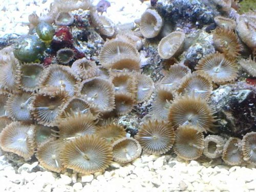 01.01 (10) gammel parly koloni ser lidt trætte ud. hvorfor.jpg (66.92 KiB) Vist 5104 gange gammel parly koloni, ser lidt træt ud. hvorfor?