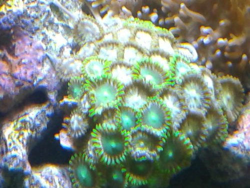 01.01 (44) zoa gode farver. 6 uger.jpg (57.38 KiB) Vist 5095 gange zoa stået 6 uger