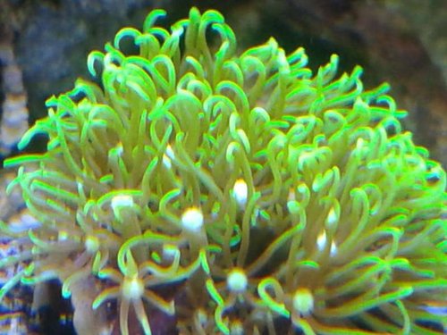 01.01 (45) gode farver 14 dage.jpg (54.54 KiB) Vist 5095 gange stået 3 uger. status?