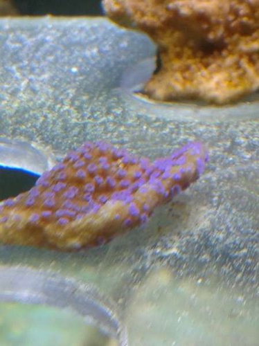 01.01 (41) poker star 2 dage.jpg (27.29 KiB) Vist 5104 gange poker star, stået 2 dage. status?