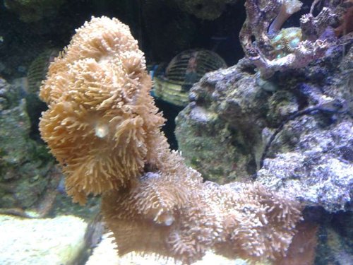 01.01 (50) lps. kæmpe store.jpg (62.44 KiB) Vist 5104 gange Hvad hedder disse skiver? er meget oppustet. status?