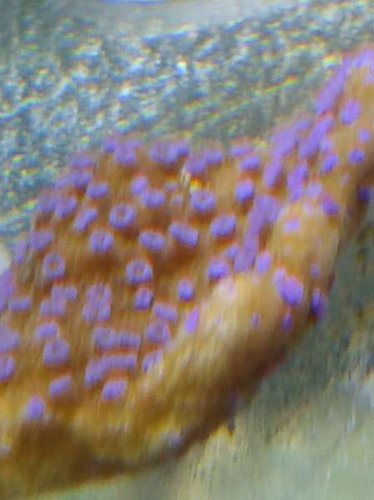 01.01 (30) poker star 2 dage. dårligt fokus.jpg (23.36 KiB) Vist 5095 gange poker star. stået 2 dage