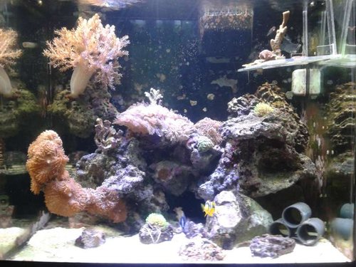 01.01 (55) fts. kenya træ og xenia midt i foto vokser vildt.jpg (66.41 KiB) Vist 5095 gange fts. kenya træ og xenia og skiver vokser godt.