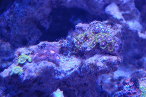 DSC_5008.JPG