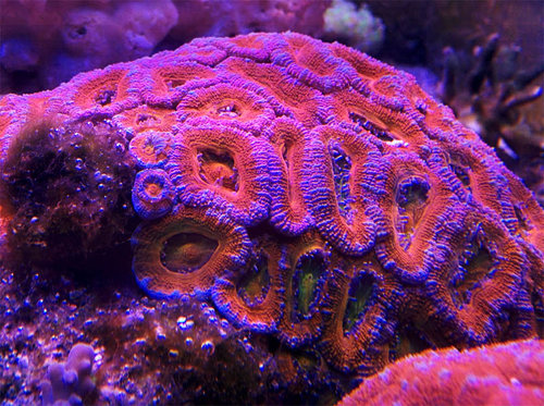 acan.jpg